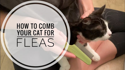 How To Comb Cat For Fleas?