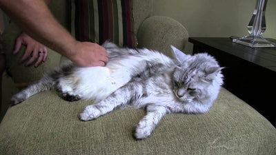 How To Brush A Maine Coon Cat?