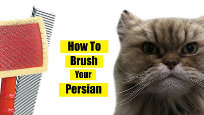 How To Comb A Persian Cat?