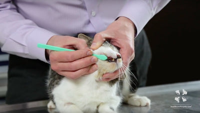 How To Open A Cats Mouth To Brush Teeth?