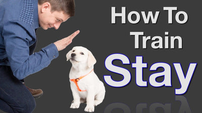 How To Train My Dog To Stay?