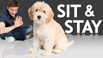 How To Train Dog To Sit And Stay?