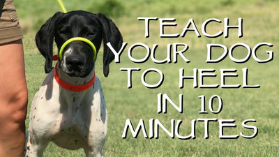 How To Train Your Dog To Heel On Leash?