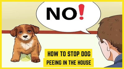 How To Train Dog Not To Pee Inside?