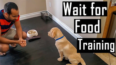 How To Train Dog To Wait For Food?