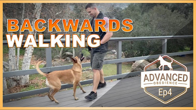 How To Teach Your Dog To Walk Backwards?