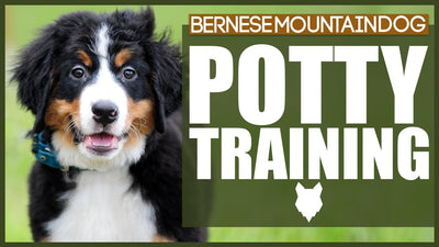 How To Train A Bernese Mountain Dog?