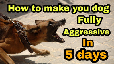 How To Train A Dog To Be Aggressive Towards Strangers?