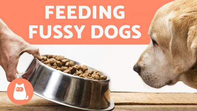 How Do I Get My Dog To Eat Dry Food?