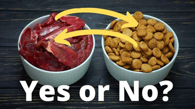Can You Mix Raw And Cooked Dog Food?