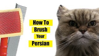 How To Brush A Persian Cat?