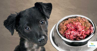 How To Get My Dog To Eat Raw Food?