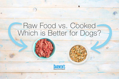Can You Cook Raw Dog Food?