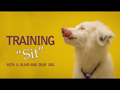 How To Train A Blind And Deaf Dog?