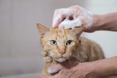 Can You Use Dog Flea Shampoo On Cats?