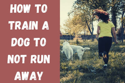 How To Train Dog Not To Run Away?