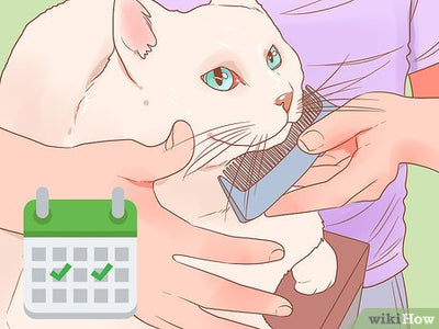 How To Brush A Cat Without A Brush?