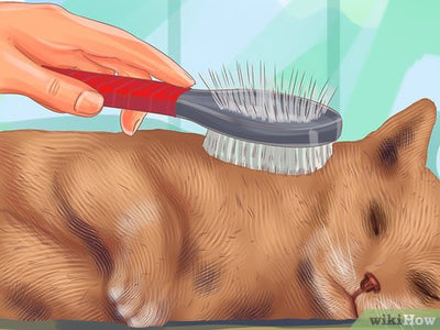 How To Brush Short Hair Cat?