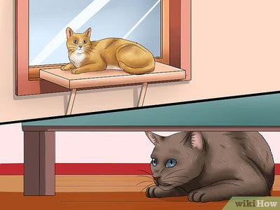 9 Tips For Making Your Cat's Crate A Welcoming And Relaxing Space