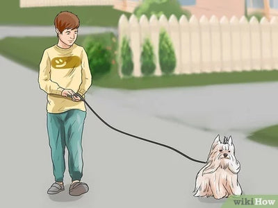 How To Train A Blind Dog?
