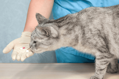 Is Vitamin E Oil Bad For Cats?