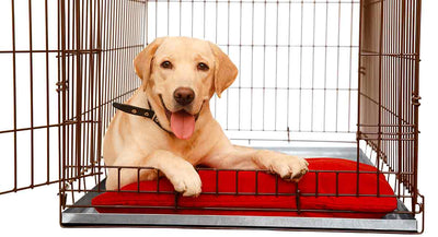 What Size Dog Crate For A Lab?