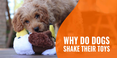 Why Do Dogs Shake Their Heads When Playing With Toys?