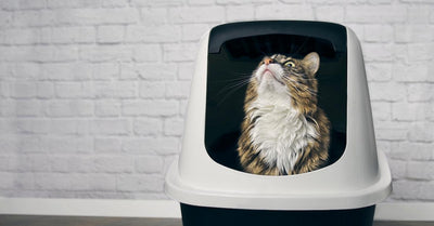 Why Would A Cat Sit In The Litter Box?