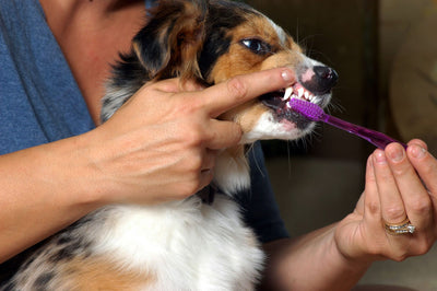 What Do I Brush My Dogs Teeth With?
