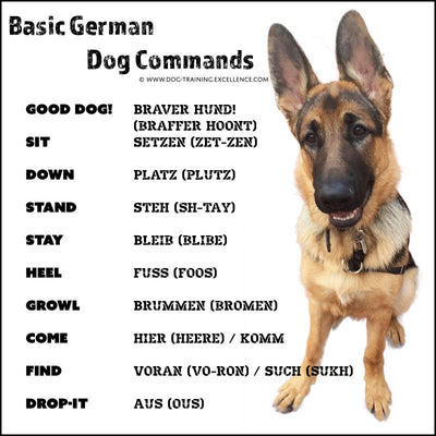 How To Train A Dog In German?